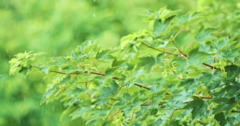 Rain in Slow Motion. Rain drops falling on green tree leaves, close up. Vidéo 51379250