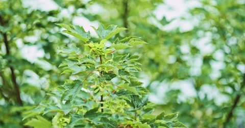 Rain in Slow Motion. Rain drops falling on green tree leaves, close up. Stock-Footage 51380570
