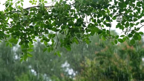 Rain in slow motion. Raindrops close-up. Raindrops falling in slow motion Video stock 261221224