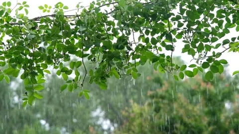 Rain in slow motion. Raindrops close-up. Raindrops falling in slow motion Stock Footage 262534482