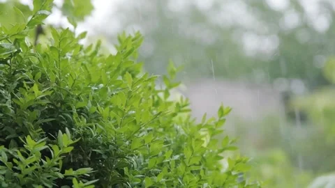 Rain in slow motion. Raindrops close-up. Raindrops falling in slow motion Stock-Footage 262770542