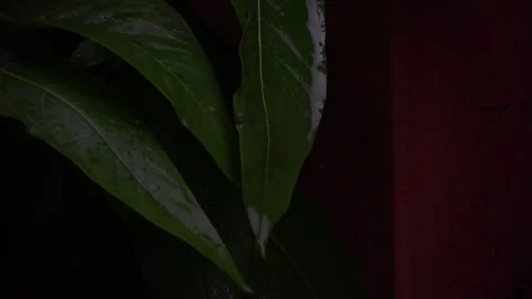 Rain in slow motion, raindrops close-up Video stock 272193894