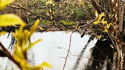 Rain in slowmotion is falling into the river. It is raining in forest. 스톡 동영상 239453311