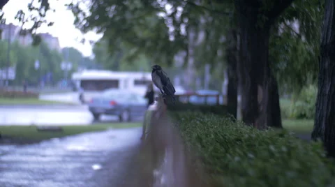 Rain-soaked crow [total] Stock Footage 63610984