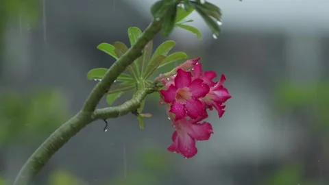 Rain soaked desert rose plant with detailed texture Stock Footage 333773036