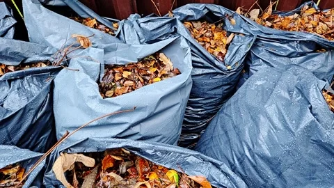 Rain Soaked Fallen Leaves Packed In Sacks During Outdoor Yard Maintenance Stock Footage 332758082