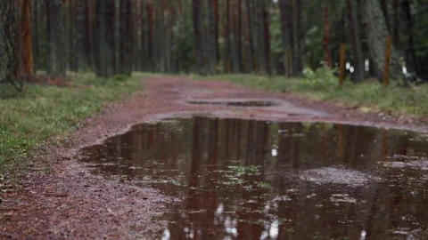 Rain soaked forest path with wide muddy puddle and soft blurred trees creating Stock Footage 344773493