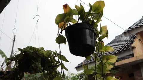 Rain soaked the front yard of the house Stock Footage 118877571