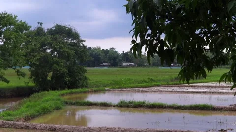 Rain-soaked paddy fields and green farmland under monsoon clouds Video stock 336532940