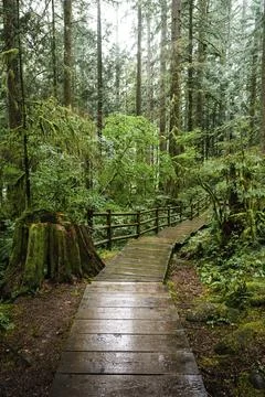 Rain-soaked path through a lush forest in spring Stock Photos