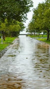 Rain-soaked pathway lined with trees in a park setting Stock Photos