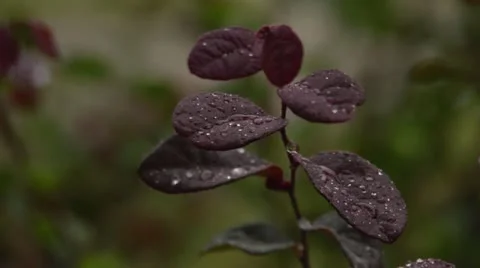 Rain soaked red leaves Video stock 12257764