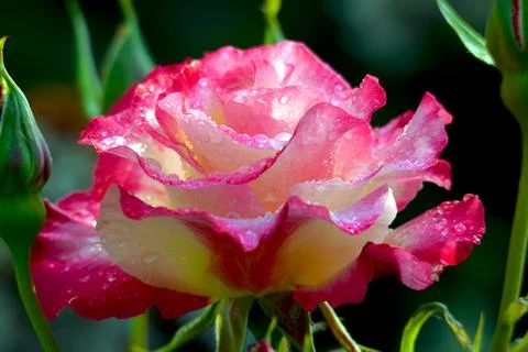 Rain soaked rose Stock Photos