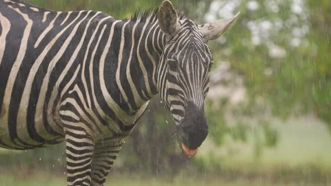 Rain-Soaked Zebra Face Cinematic Shot Stock Footage 333696135