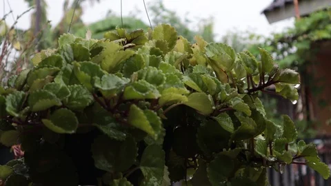 Rain soaks the leaves of hanging plants Stock Footage 118885196