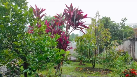 Rain soaks the trees and plants in the garden Stock Footage 156079570