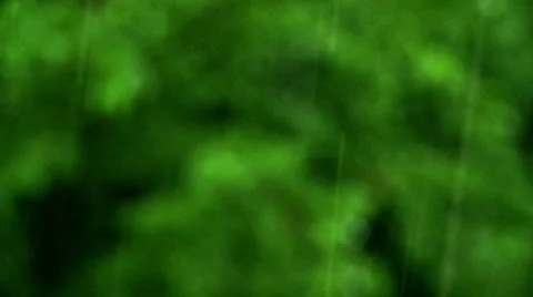 Rain Soft Focus 動画素材 10897715