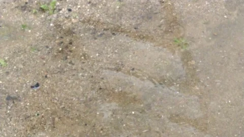 Rain on the soil Vidéo 132677387
