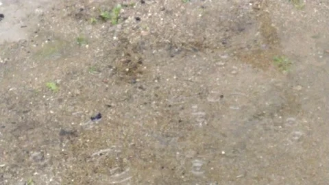 Rain on the soil Vidéo 132677454