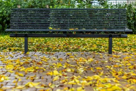 Rain on the sparrows and the bench during the  autumn in Switzerland - 2 Stock Photos