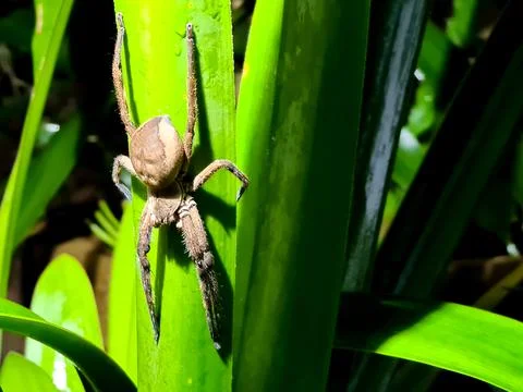 The rain spider sitting on a leaf Stock Photos