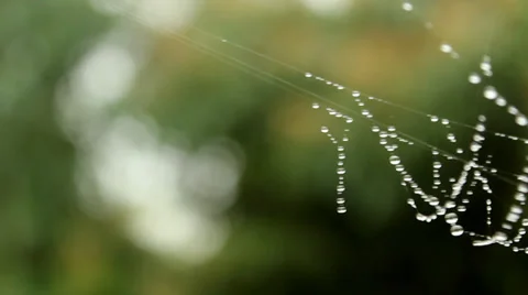 Rain on spider web Stock Footage 37565915
