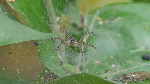 Rain on spider web. Stock Footage 136235633