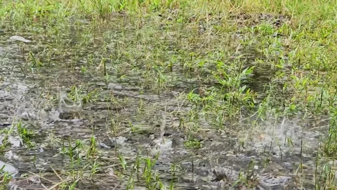 Rain splashing across soaked grassy terrain. Stock Footage 329079169