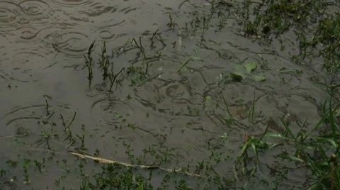 Rain Splashing in Grassy Puddle 01845 Stock Footage 8680526