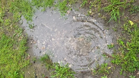 Rain Splashing Into Puddle Water Stock Footage 336387577