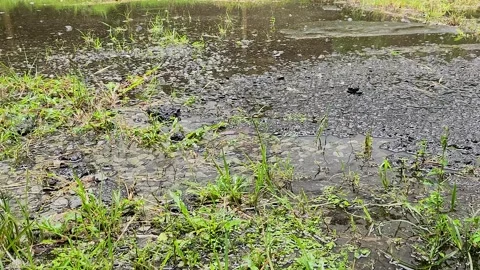 Rain splatter soaking vibrant grassy soil. Stock Footage 329079079