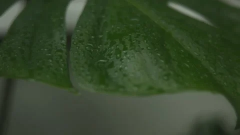 Rain on Split-leaf philodendron Monstera deliciosa Stock Footage 230938735