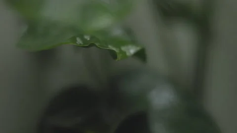 Rain on Split-leaf philodendron Monstera deliciosa Stock Footage 230939060