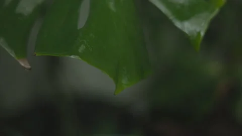 Rain on Split-leaf philodendron Monstera deliciosa Stock Footage 230939065