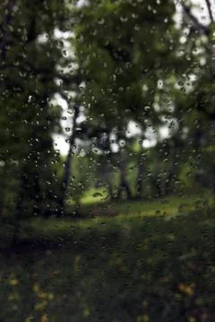 Rain in a spring birch grove Stock Photos