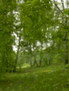 Rain in a spring birch grove Stock Photos