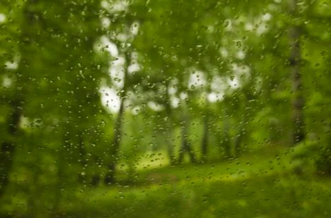 Rain in a spring birch grove Stock Photos