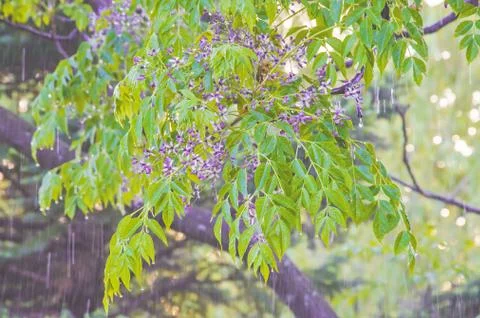 Rain in the spring on the branches of trees Stock Photos
