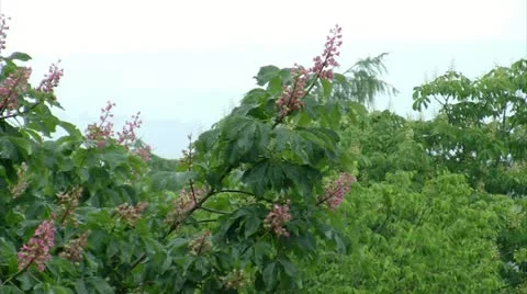 Rain in spring Stock Footage 11242386