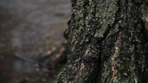 Rain in the spring forest. Slow motion Stock Footage 102173885