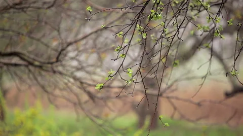 Rain in the spring garden Stock Footage 50395447