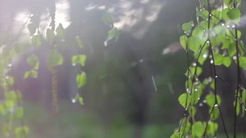 Rain. Spring rain with sun. Beautiful nature scene. Birch tree leaves with rain  Stock Footage 150198797