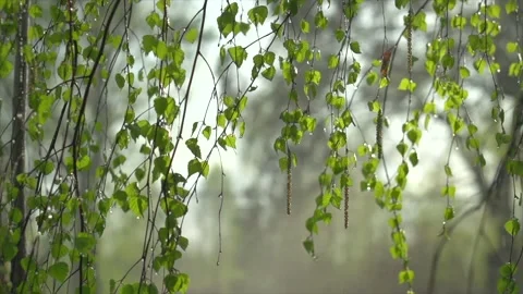 Rain. Spring rain with sun. Beautiful nature scene. Birch tree leaves with rain  Stock Footage 229426409