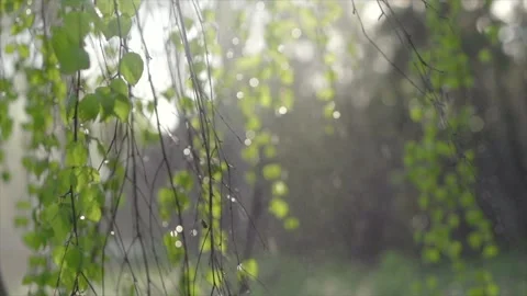 Rain. Spring rain with sun. Beautiful nature scene in a garden. Birch tree Stock Footage 321431323