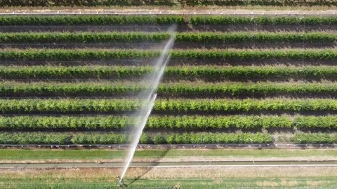 Rain sprinkler Video stock 132071002