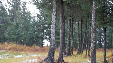 Rain with spruce Stock Footage 8759657