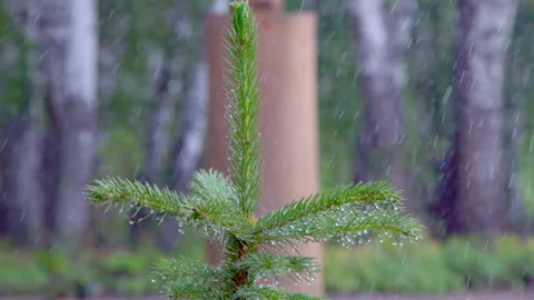 Rain in a spruce forest with a Christmas tree Stock Footage 207950010