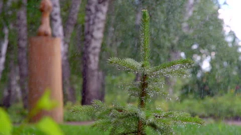 Rain in a spruce forest with a Christmas tree with a wooden figurine Stock Footage 207950399