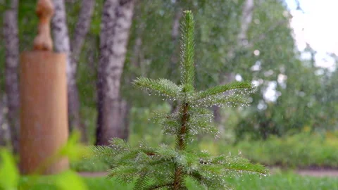 Rain in a spruce forest with a Christmas tree a man walks by Stock-Footage 207950799