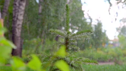 Rain in a spruce forest with a Christmas tree Stock Footage 207951181